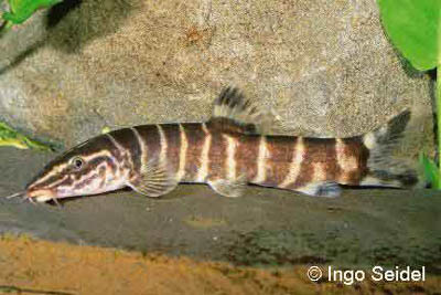 Sinibotia pulchra